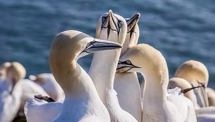 齐齐哈尔伴游招聘，风信子伴游网