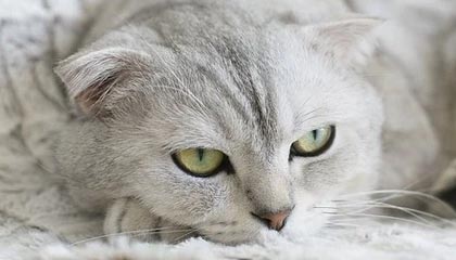 齐齐哈尔伴游招聘，风信子伴游网